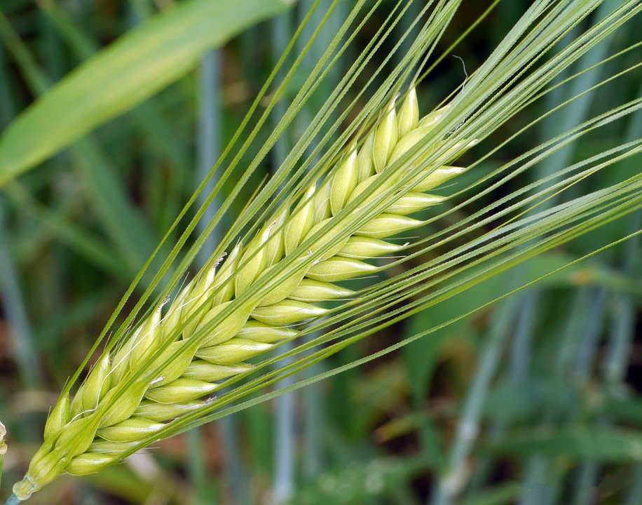 Does Barley have Gluten