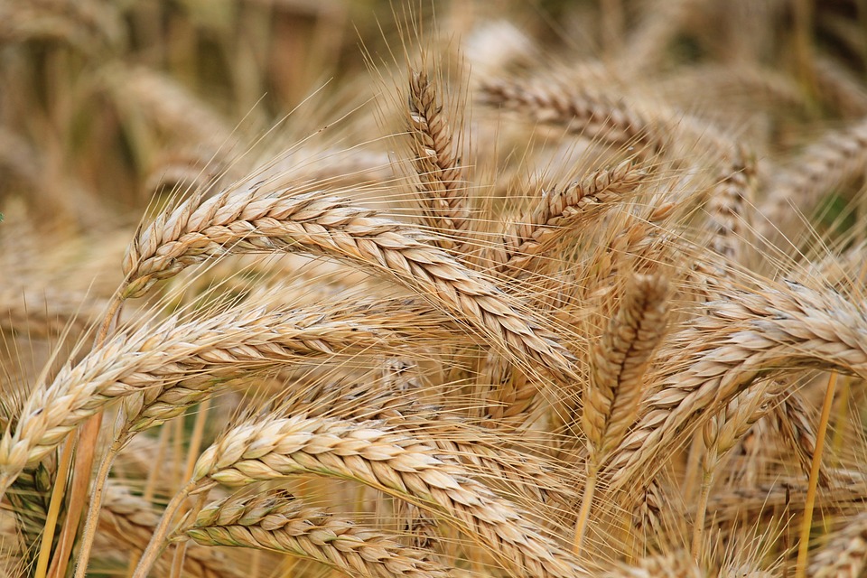 how much cooking time of barley
