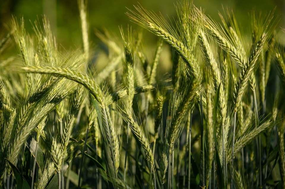 how barley and gluten related
