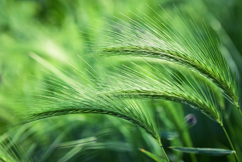 How Long Does Barley Take To Cook