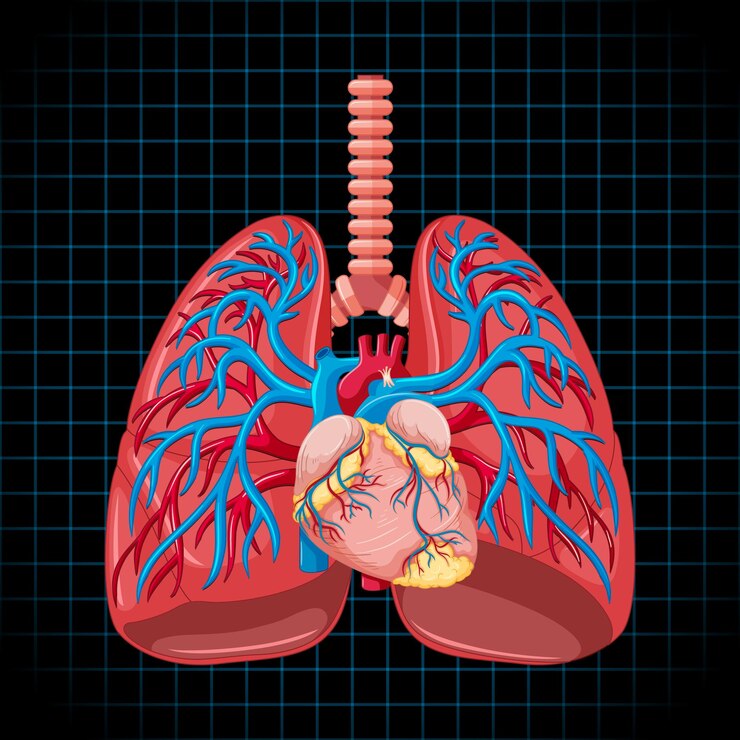 kussmaul breathings vs cheyne-stokes: with key differences