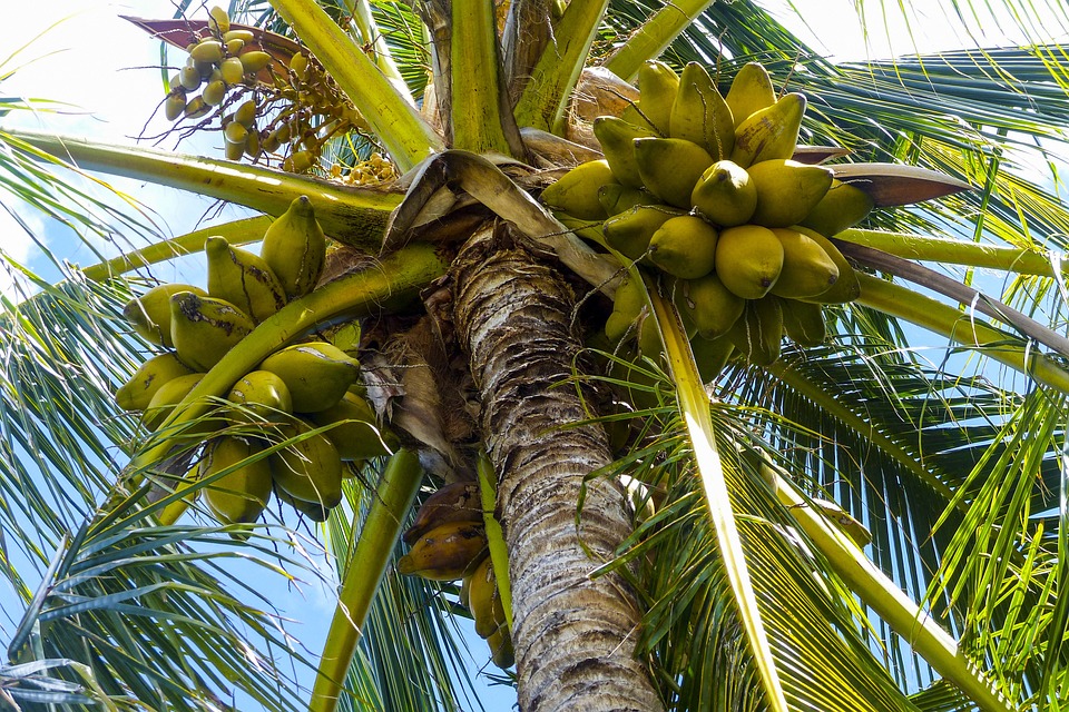 How much Potassium and other nutrients in a coconut water