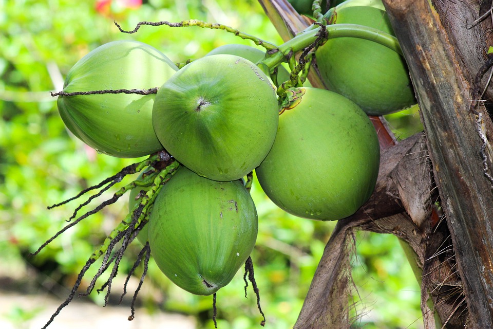 factors affecting shelf life of coconut water 