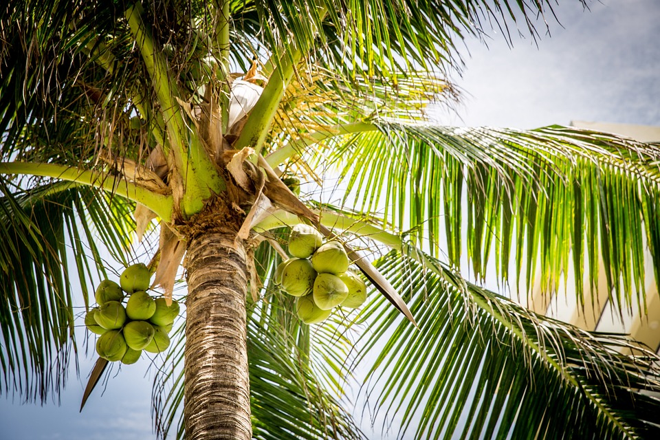 To maintain freshness of coconut water in How long coconut water is good for
